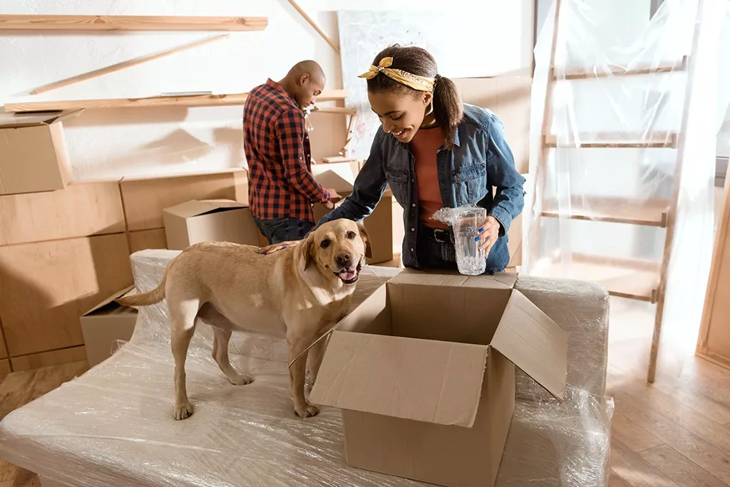 Louisville Movers louisville moving company Home moving with dog
